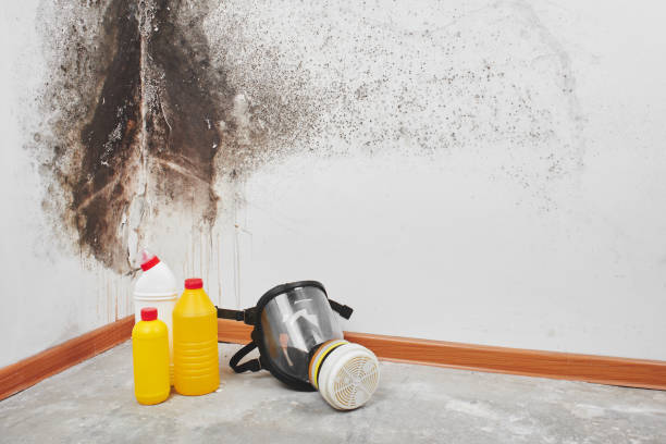 Best Industrial Mold Remediation in Fort Stockton, TX