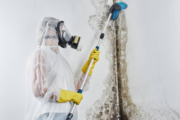 Best Residential Mold Remediation in Fort Stockton, TX