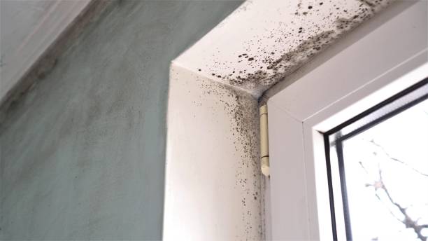Best Emergency Mold Remediation in Fort Stockton, TX