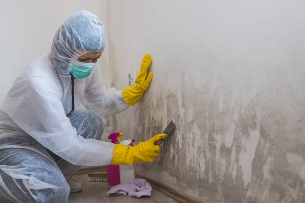 Best Kitchen Mold Remediation in Fort Stockton, TX