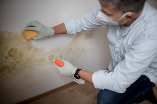 Best Commercial Mold Remediation in Fort Stockton, TX