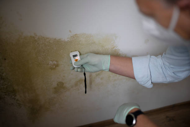 Reliable Fort Stockton, TX Mold Remediation Solutions