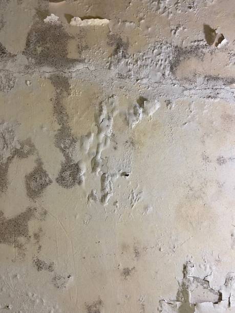 Best White Mold Remediation in Fort Stockton, TX