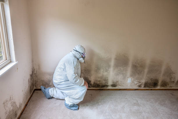 Best Industrial Mold Remediation in Fort Stockton, TX