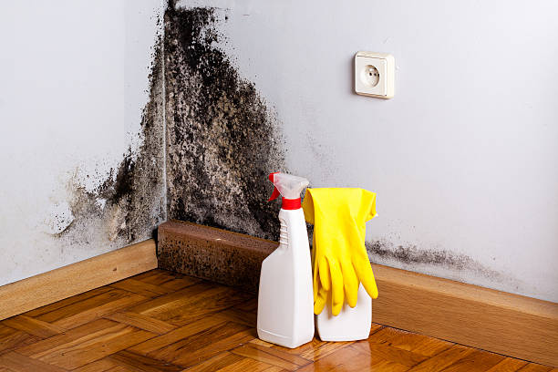 Best Emergency Mold Remediation in Fort Stockton, TX