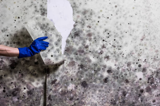 Best Mold Testing and Inspection Services in Fort Stockton, TX