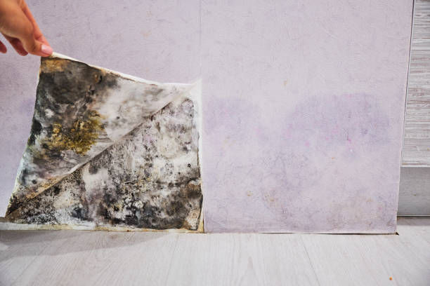Fort Stockton, TX Mold Remediation Company